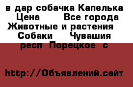 в дар собачка Капелька › Цена ­ 1 - Все города Животные и растения » Собаки   . Чувашия респ.,Порецкое. с.